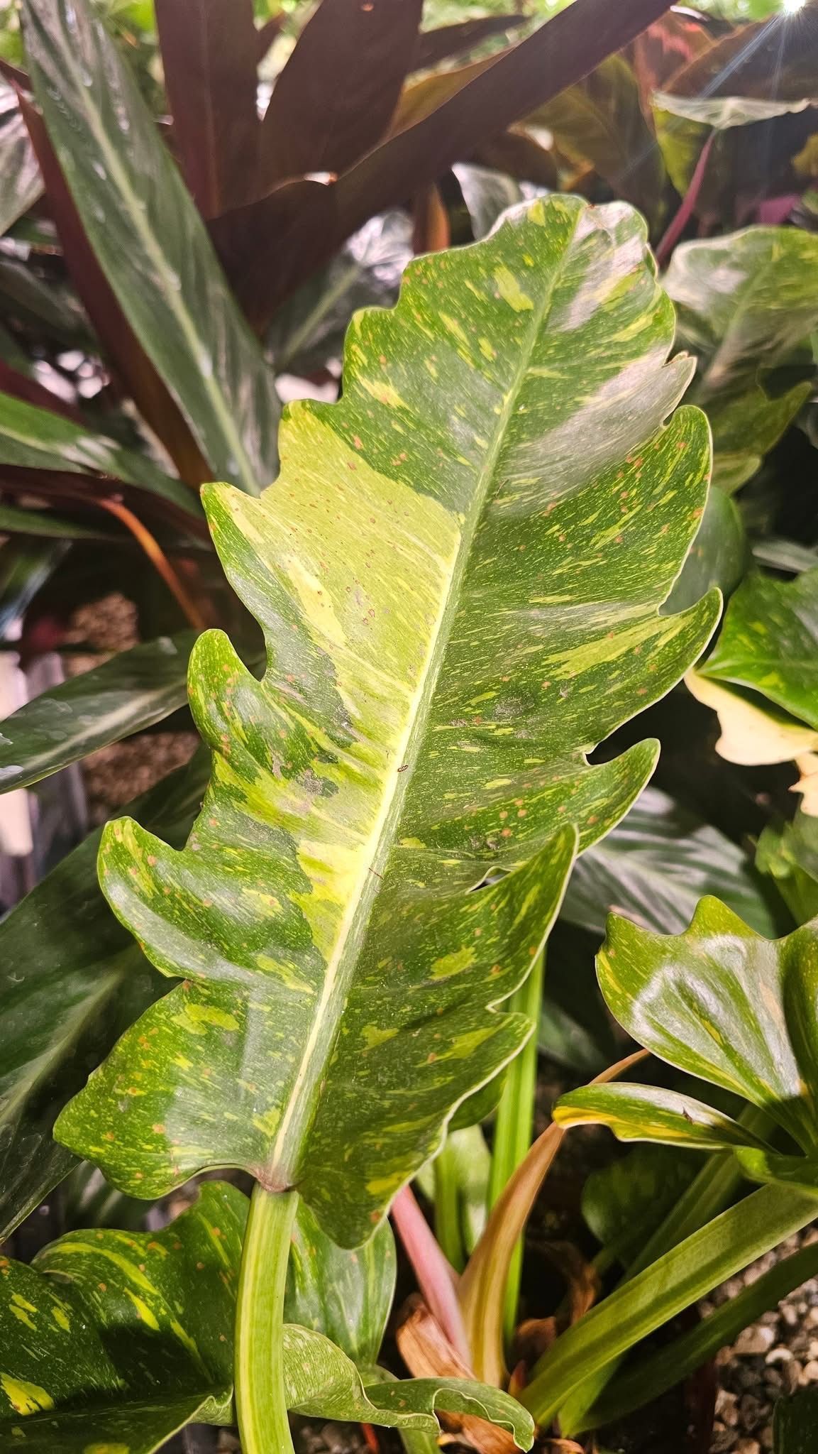 Philodendron Ring of Fire Philodendron Ring of Fire