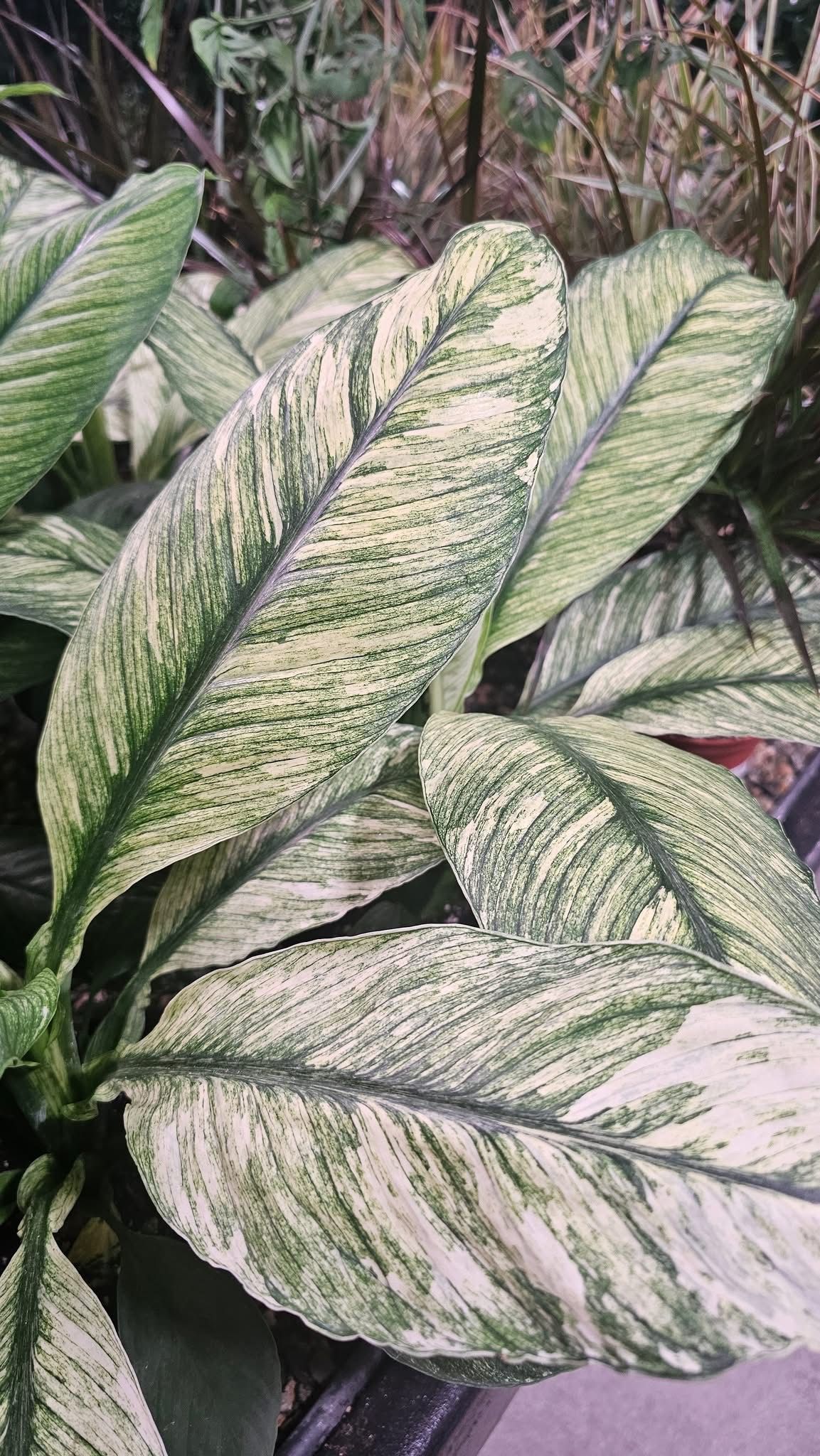 Spathiphyllum Variegated Sensation Spathiphyllum Variegated Sensation