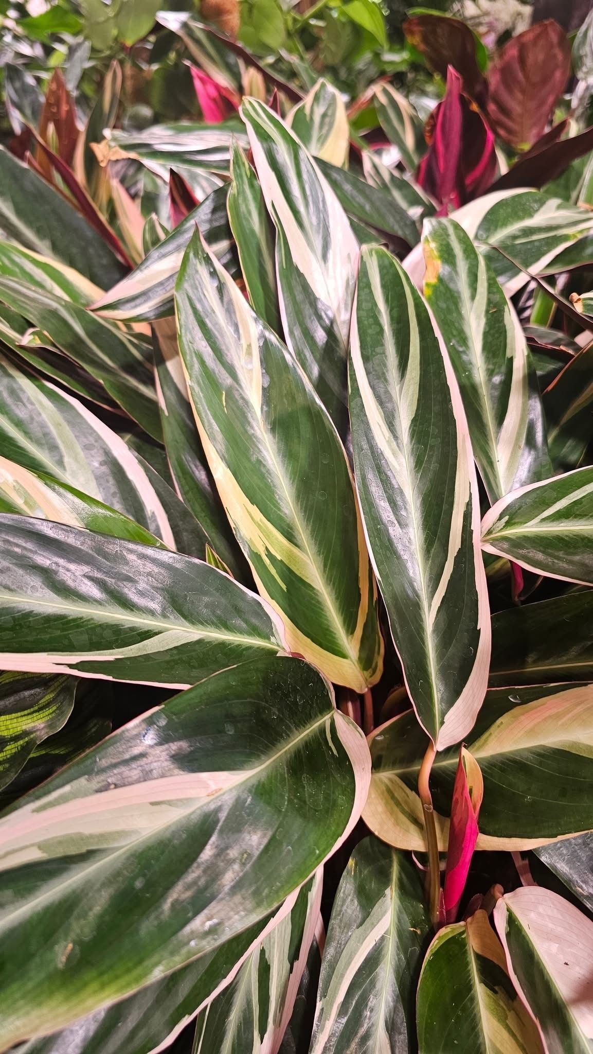 Stromanthe Triostar Stromanthe Triostar