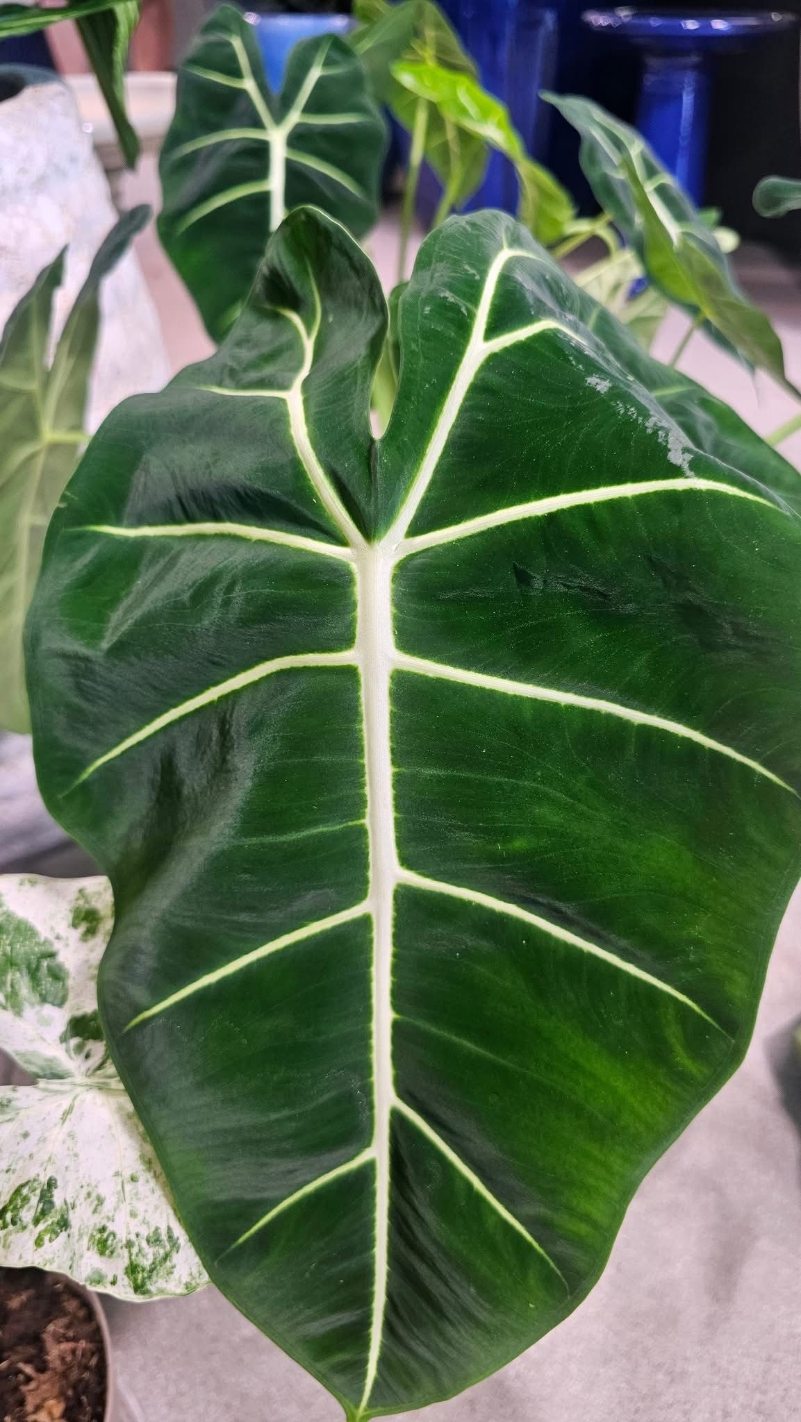 Alocasia Frydek Alocasia Frydek