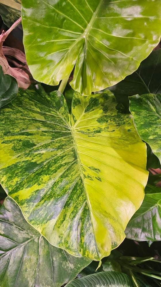 Alocasia Gageana Aurea Variegata Alocasia Gageana Aurea Variegata