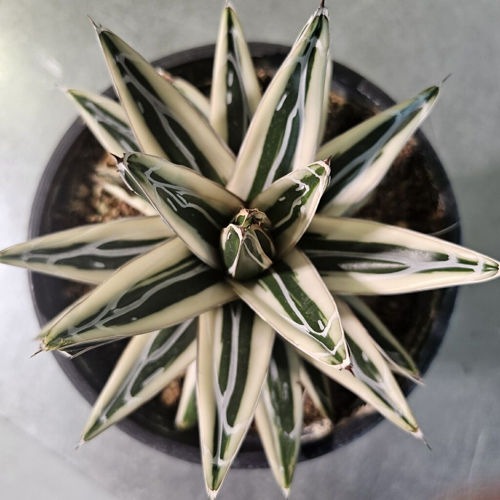 Agave White Rhino