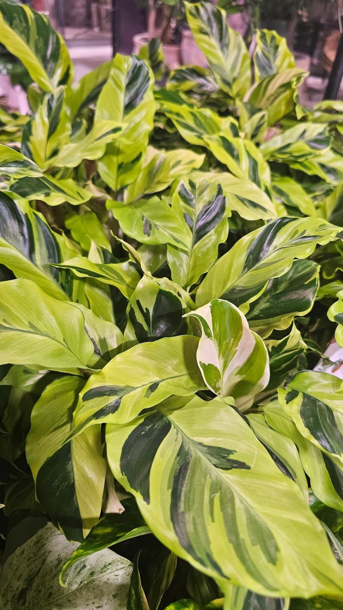 Calathea Thai Beauty Calathea Thai Beauty