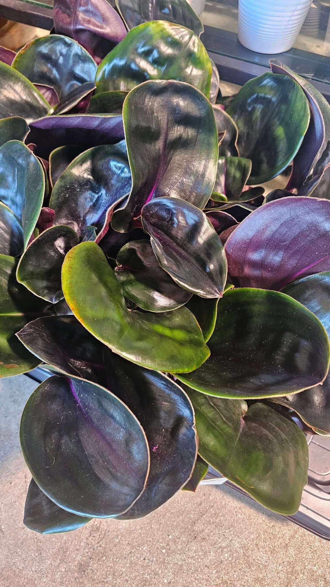 Geogenanthes Leila Geogenanthes Leila