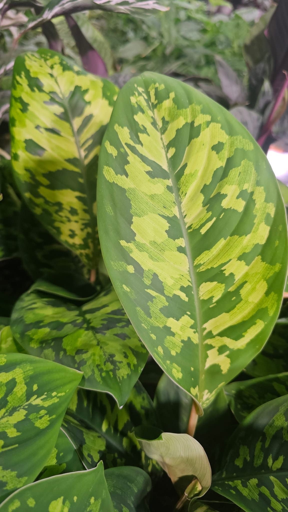 Homalomena Uplift Homalomena Uplift