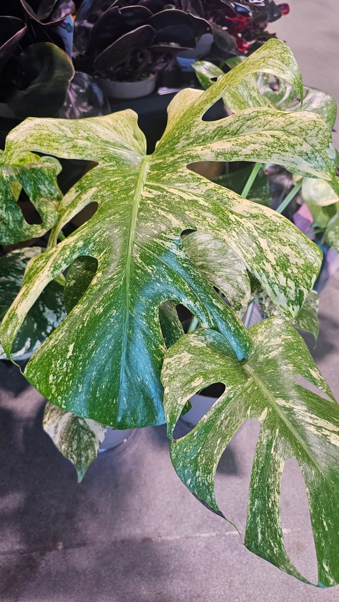 Monstera Mint Monstera Mint