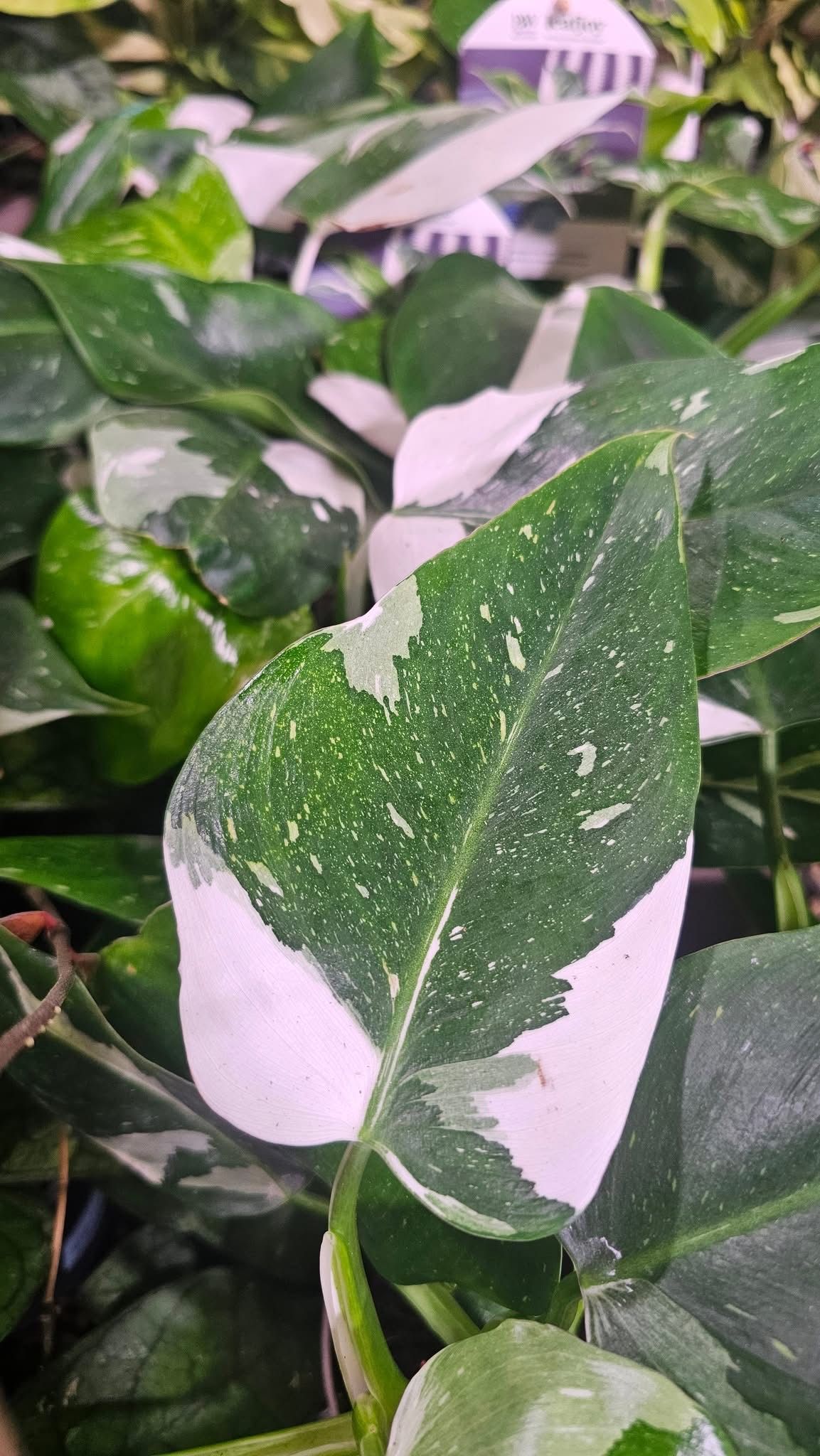 Philodendron Pink Princess Philodendron Pink Princess