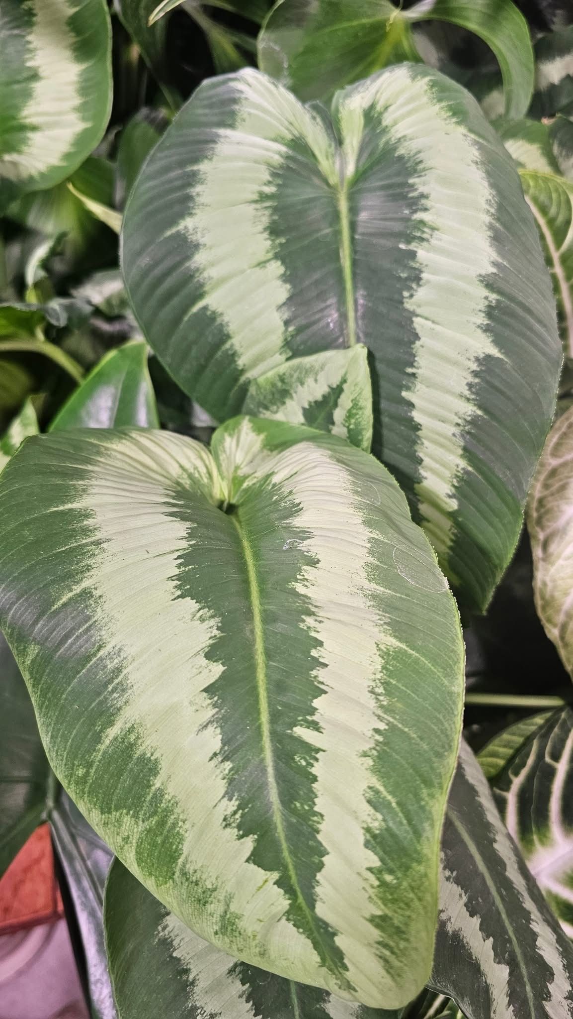 Schismatoglottis Gothic Schismatoglottis Gothic