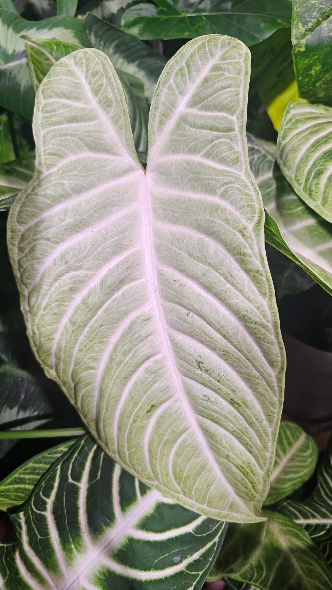 Xanthosoma Lindenii Xanthosoma Lindenii