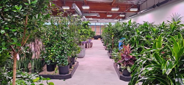 Deep Roots Garden Center