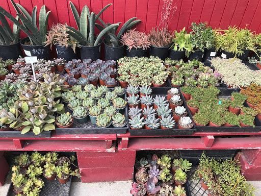 Assortment of succulents in various pots displayed on red shelving at an outdoor garden store.