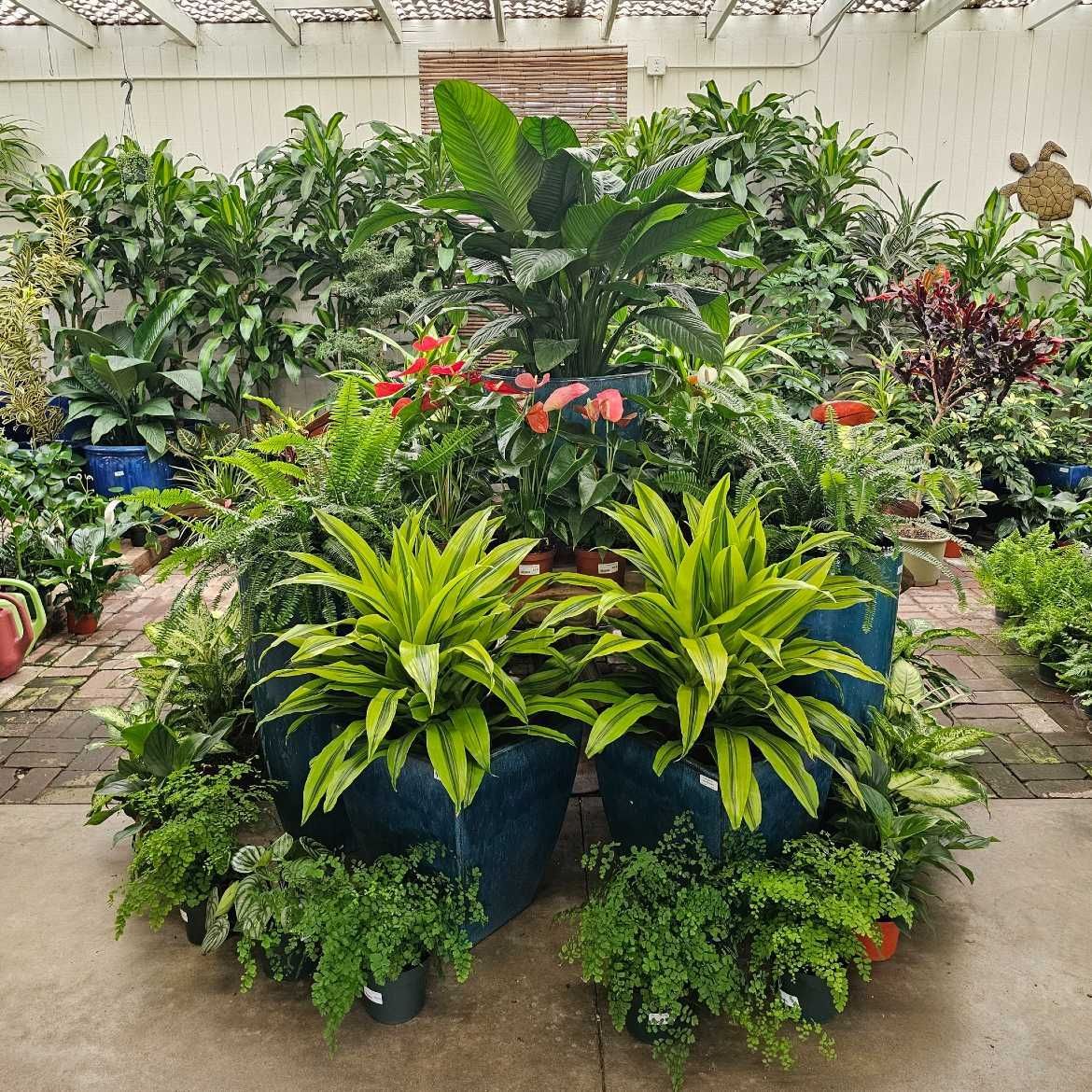 Arrangement of potted plants in a greenhouse setting, featuring colorful flowers and lush green foliage.