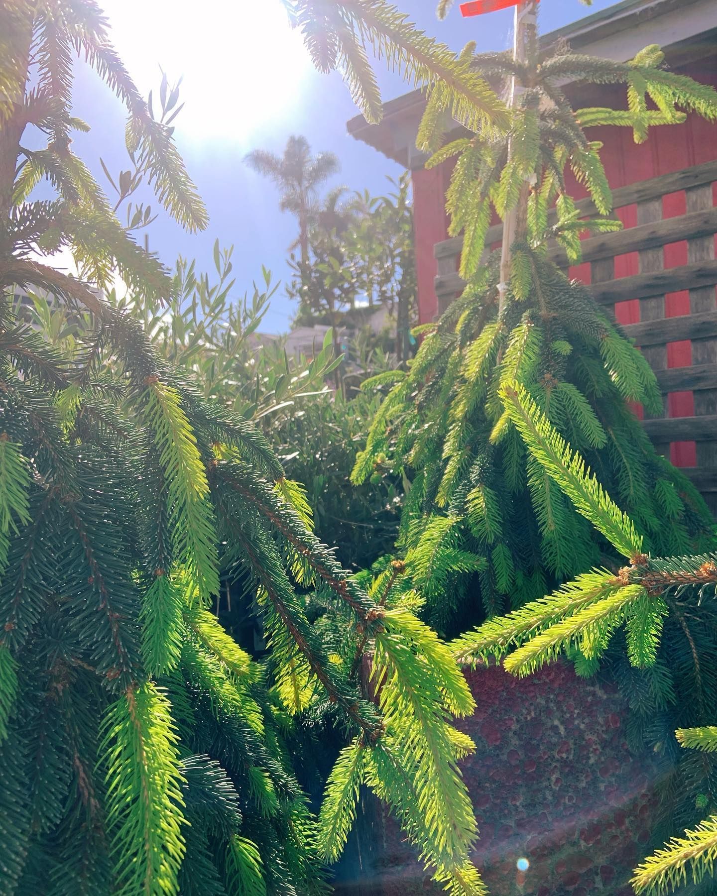 Sunlit evergreen trees and foliage with a red brick wall in the background.