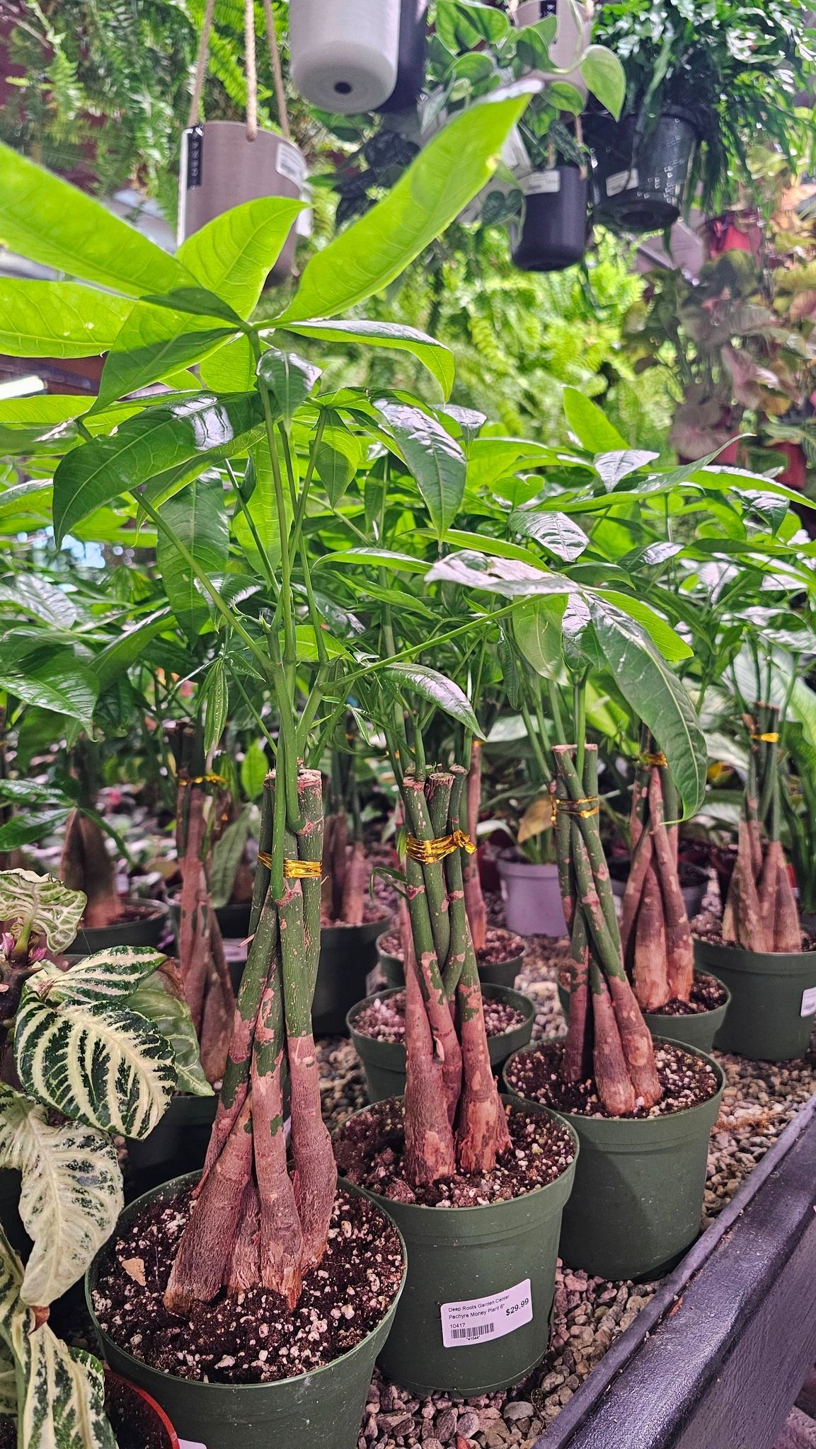 Several potted money trees with braided trunks and green, palm-like leaves arranged in a nursery display.