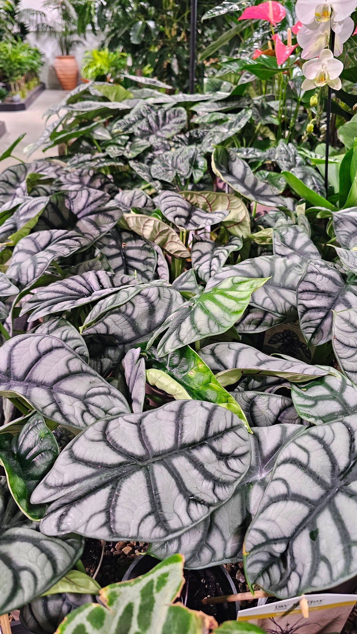 A dense cluster of silver-grey Alocasia dragon scale leaves with dark, prominent veins in a greenhouse setting.