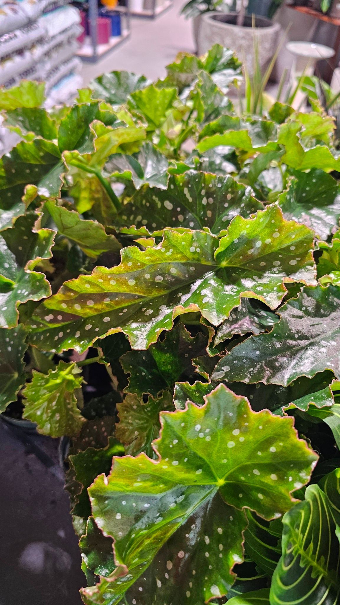 Close-up of a potted begonia plant with ruffled, green leaves covered in small white spots in a store setting.