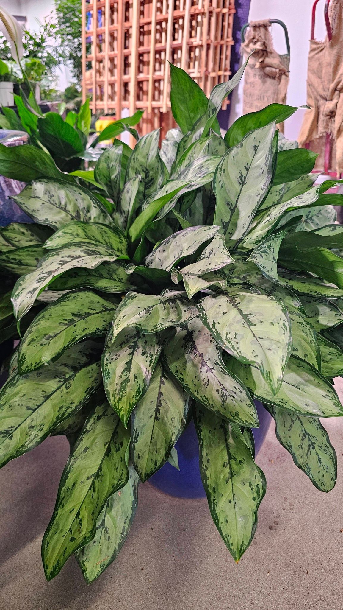 A lush, potted Aglaonema plant with variegated, silver-and-green patterned leaves in a blue pot.