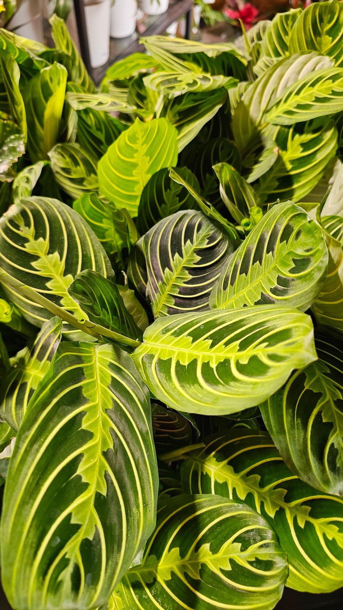 A lush Maranta lemon lime prayer plant with vibrant, variegated green leaves featuring distinct light yellow veining.