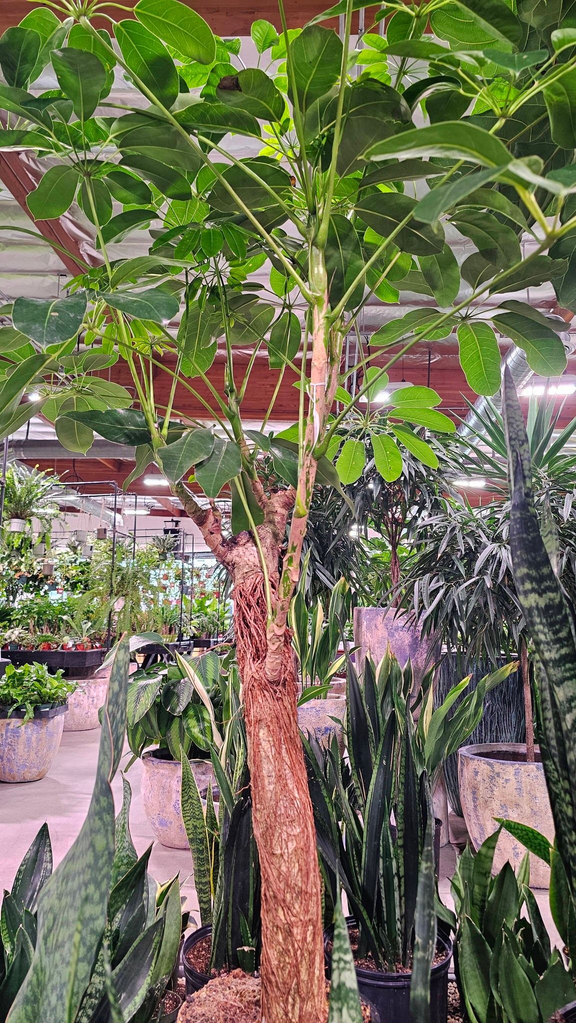 A tall, spiny-trunked tree with light green leaves stands among various potted cacti and succulents in a bright greenhouse.