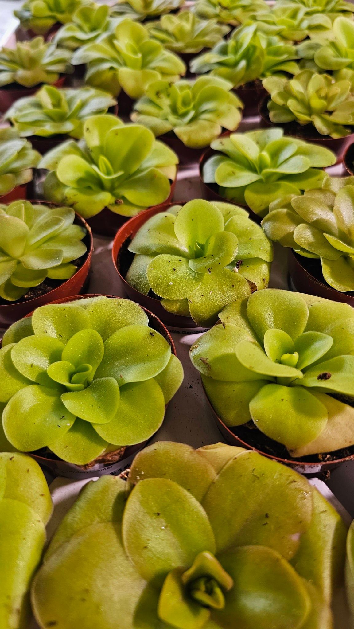 A group of small, lime-green carnivorous Pinguicula succulent plants in individual pots arranged in rows.