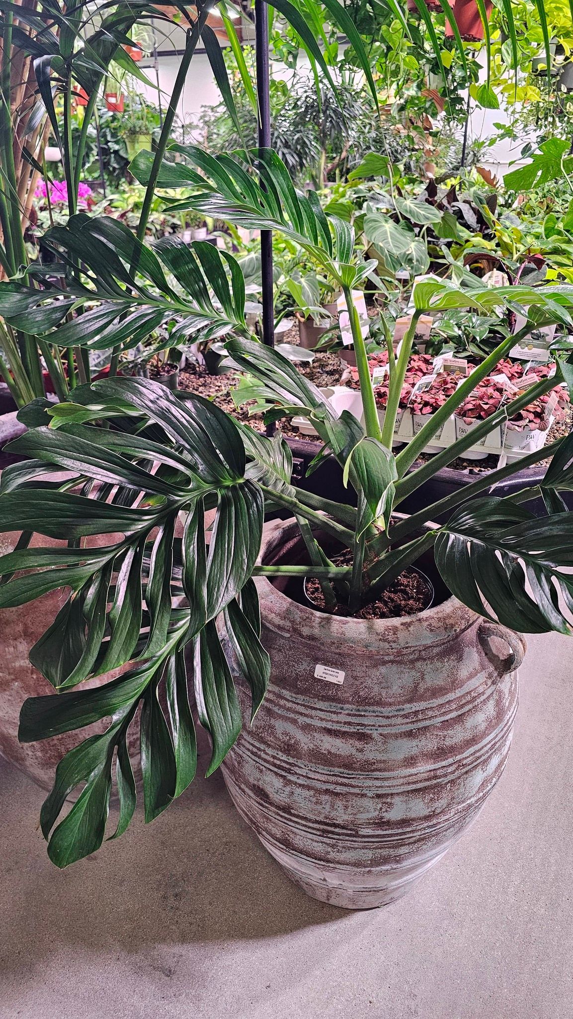 A large, deep green tropical plant with deeply lobed, glossy leaves in a textured, light-colored ceramic pot.
