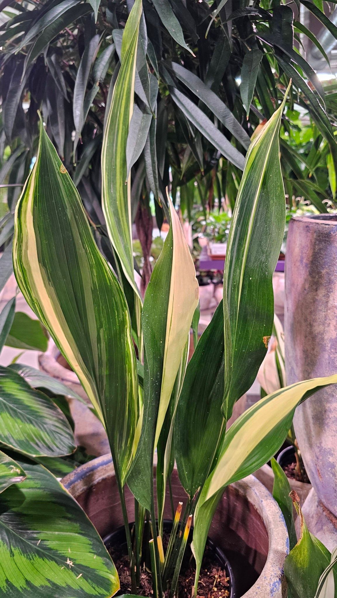 Variegated snake plant with tall, sword-shaped green and yellow leaves in a brown pot, surrounded by other indoor plants.