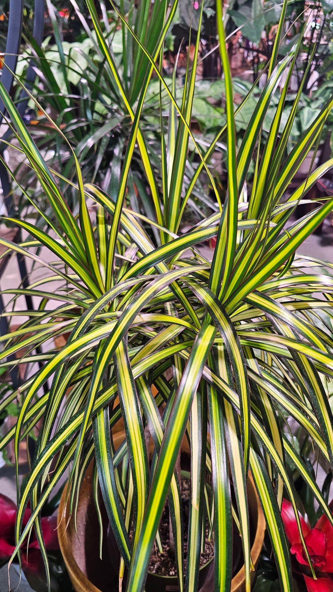 A bushy dracaena plant with long, thin, yellow-and-green variegated leaves in a round terracotta pot.