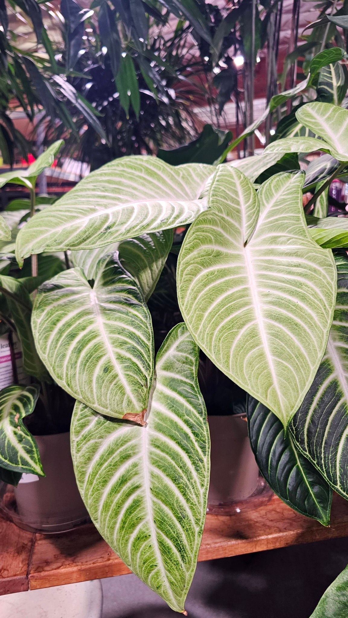 A lush plant with large, heart-shaped green leaves featuring prominent, light-colored veins in pots on a wooden shelf.