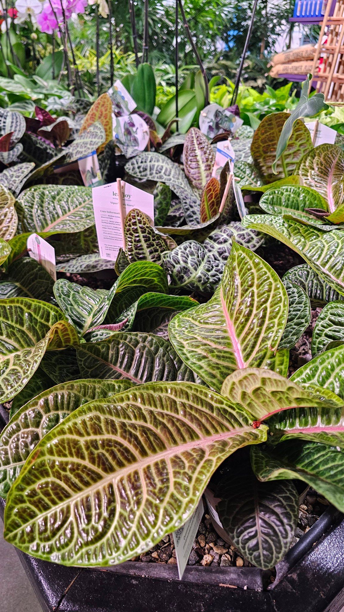 A close-up of vibrant episcia plants with textured, patterned leaves featuring green and silver tones, in a nursery setting.