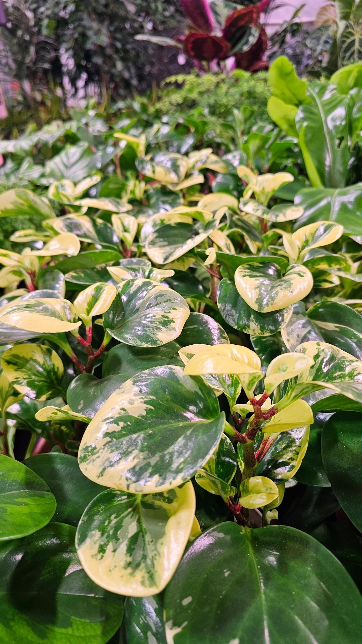A close-up view of a variegated Peperomia plant with shiny, heart-shaped green and creamy yellow leaves.