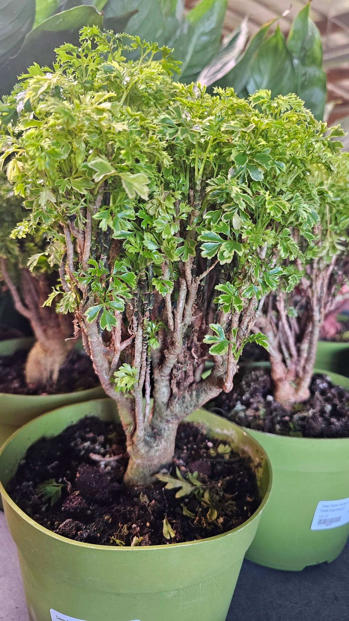 Small, dense green plants with textured trunks growing in lime green pots.
