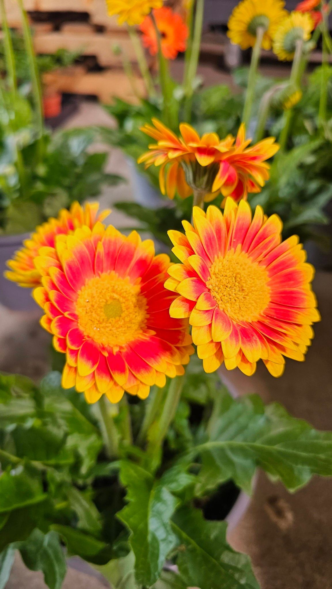 A close-up of vibrant orange and yellow gerbera daisies in a pot, with green leaves and a blurred background.