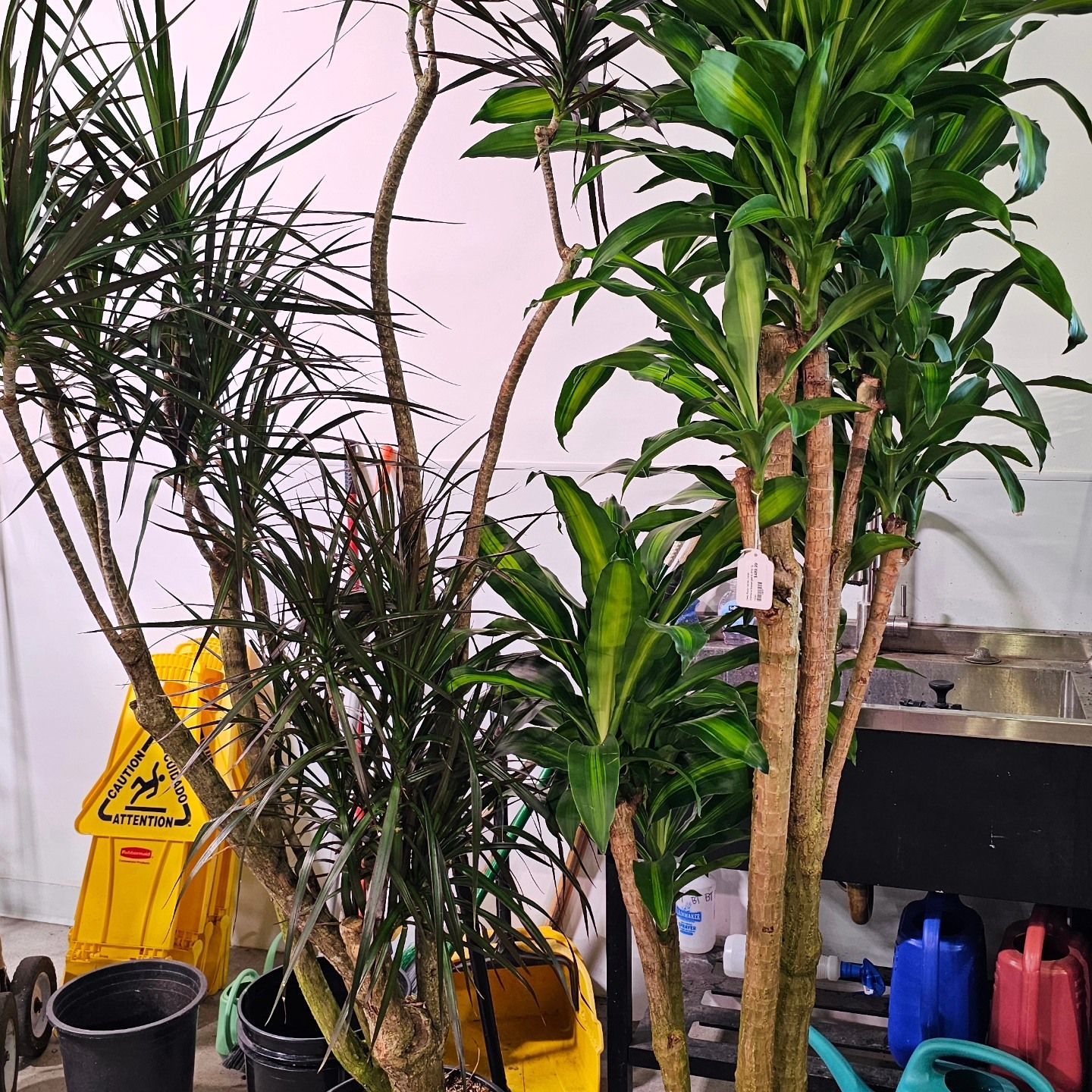 Several potted indoor plants, including dracaena varieties, sit in a room near a yellow caution sign and cleaning supplies.