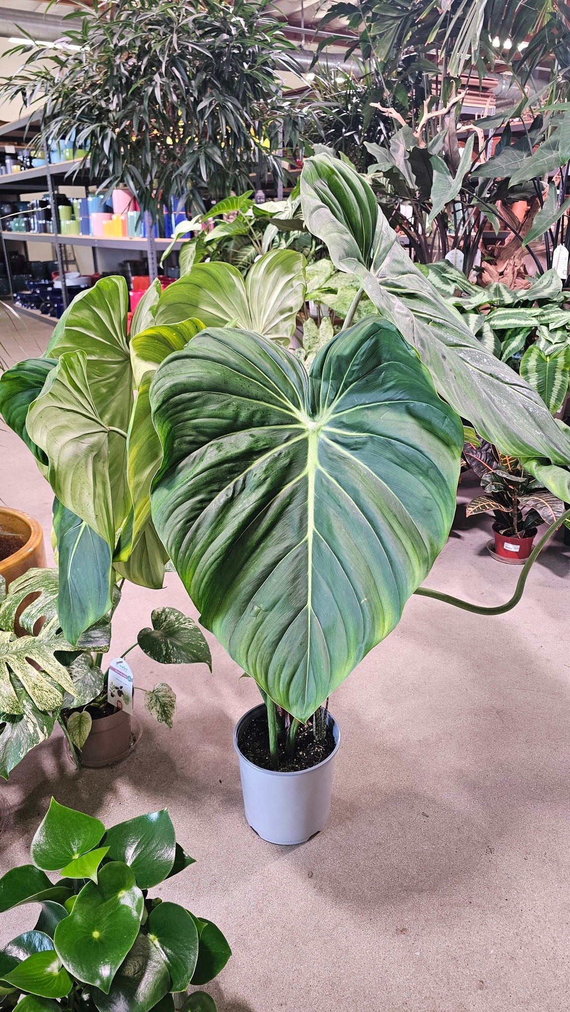 A large Philodendron Gloriosum with prominent, heart-shaped, velvet-textured leaves in a pot inside a plant nursery.