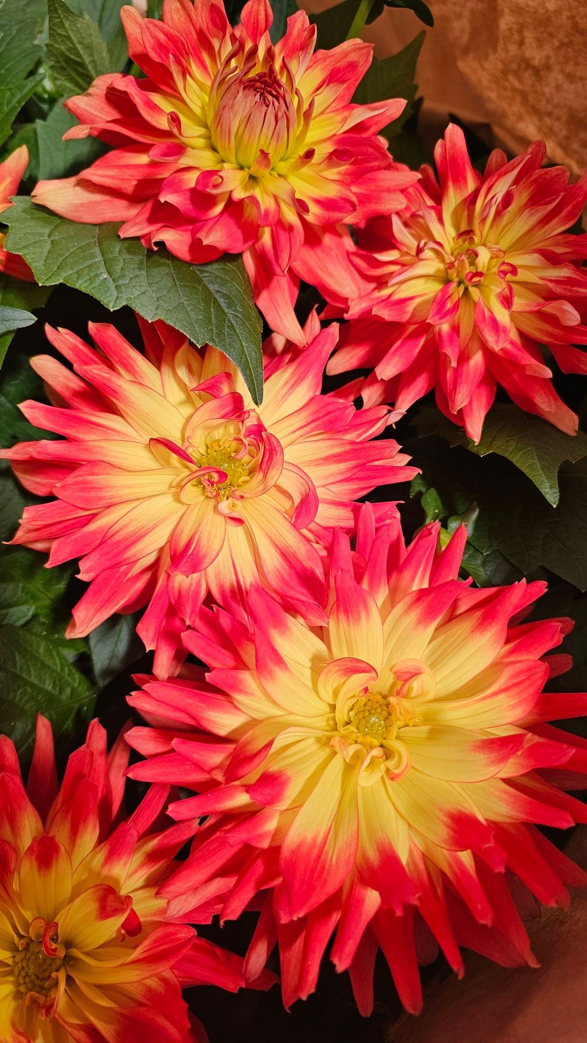 A cluster of vibrant dahlias with spiky, gradient petals that transition from a bright yellow center to a deep red edge.