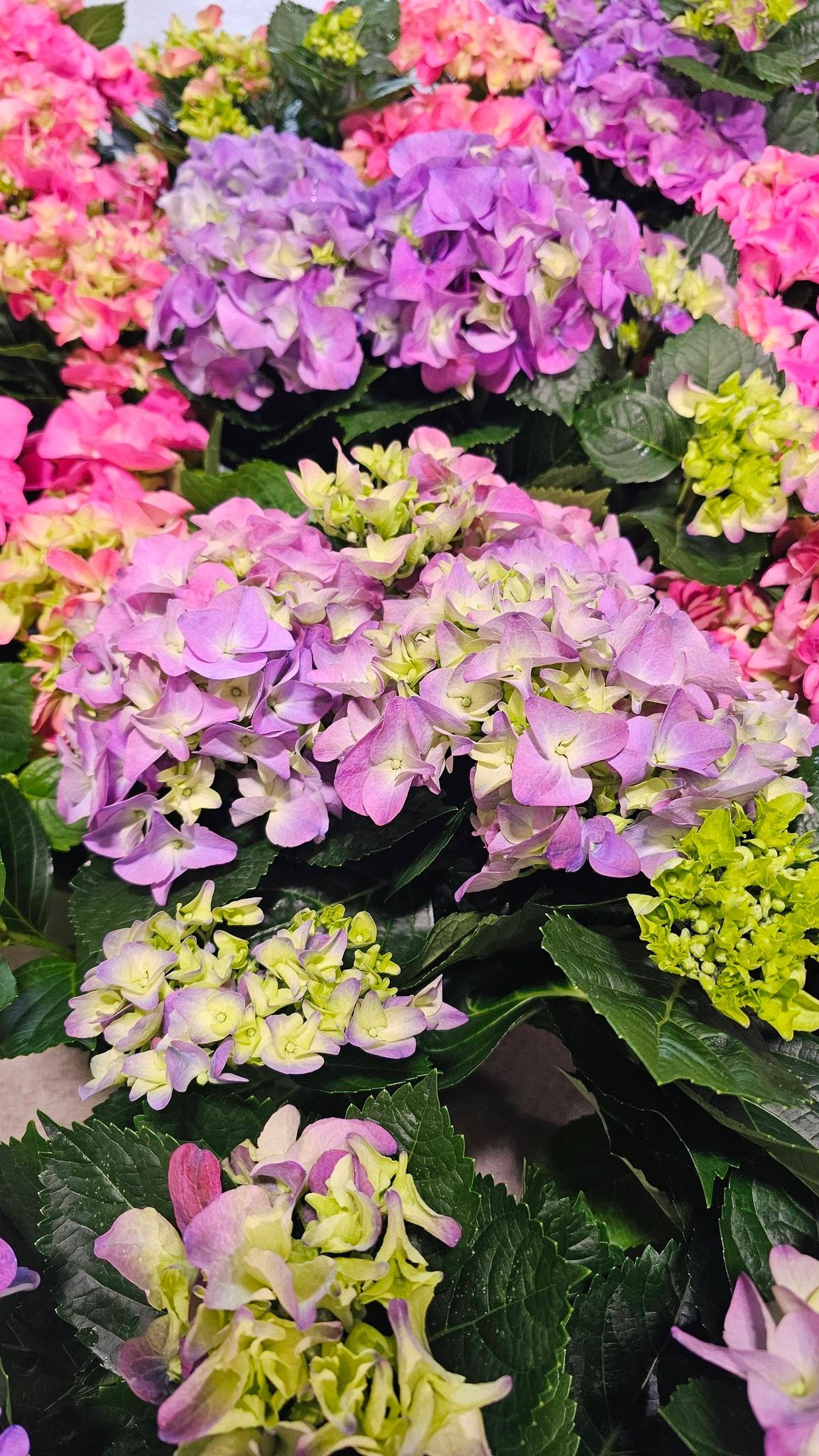 A vibrant cluster of hydrangeas in shades of pink, purple, and lime green.