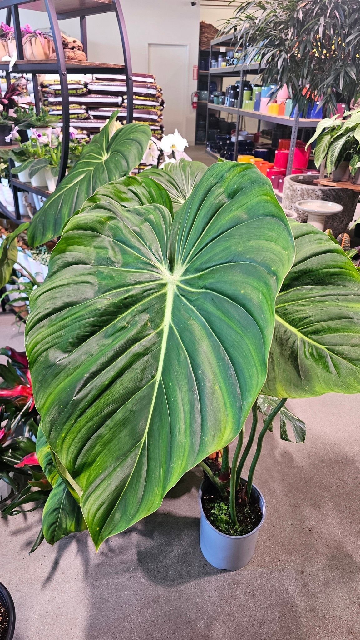 A large, heart-shaped Philodendron plant with textured, deep green leaves sits in a light blue pot inside a garden shop.
