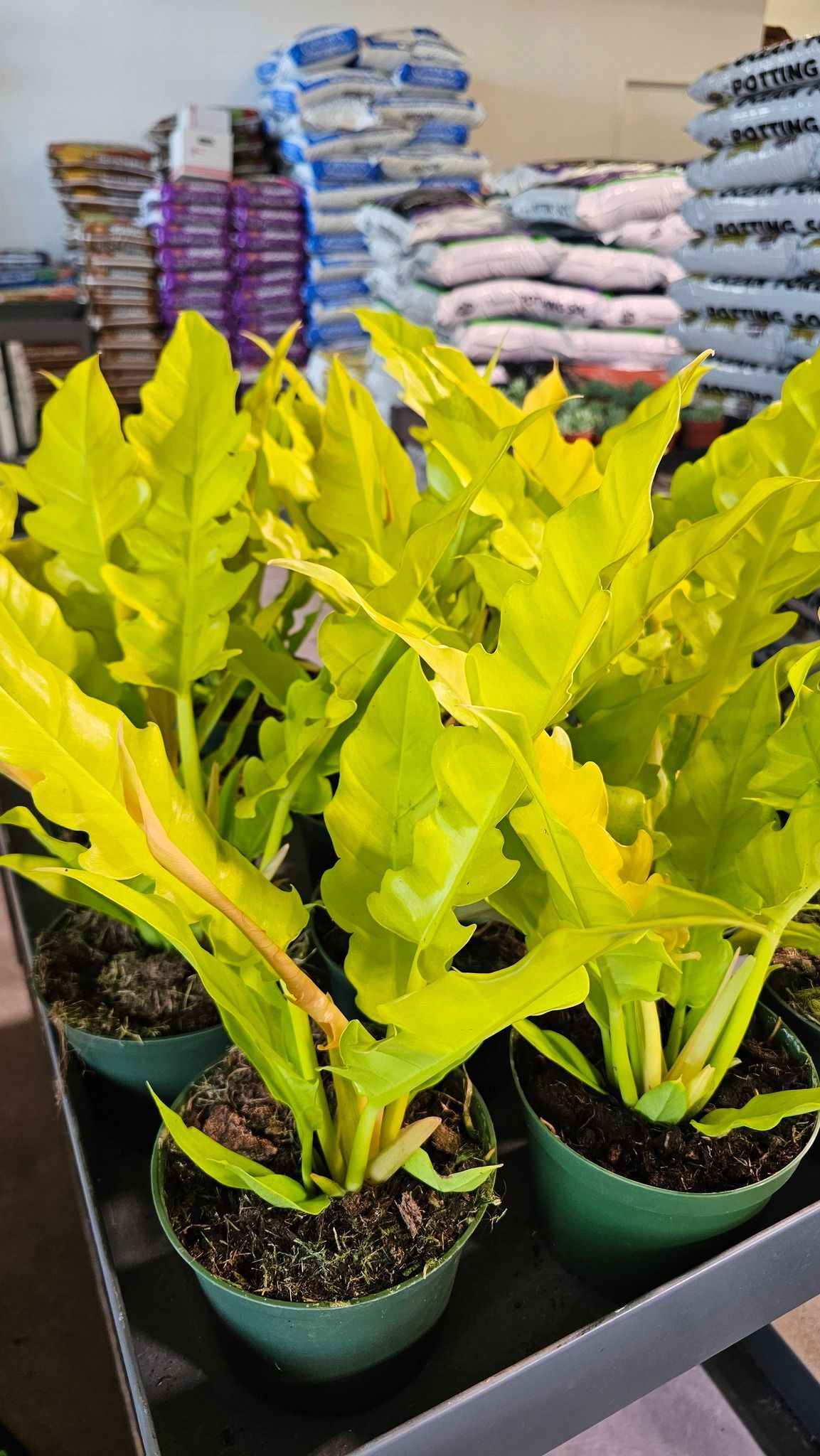 Several potted plants with bright, wavy, lime-green leaves arranged on a tray in a retail store.