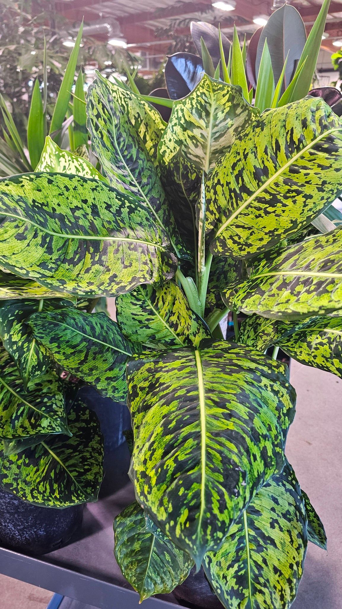 A bushy houseplant with large, ovate leaves featuring a speckled pattern of dark green and bright lime yellow.
