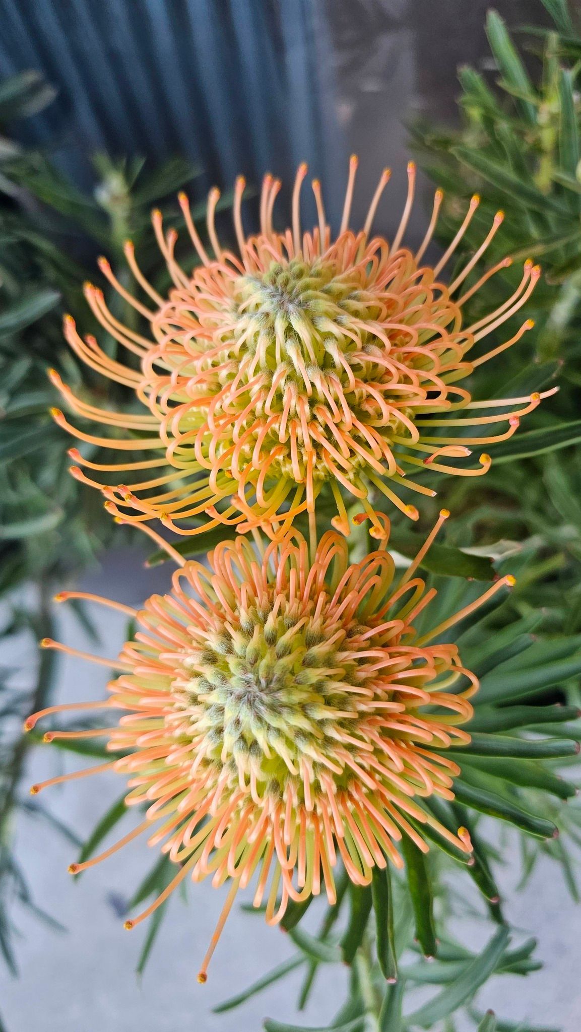 Two bright orange, spiky pincushion protea flowers bloom against a background of dark green, needle-like leaves.