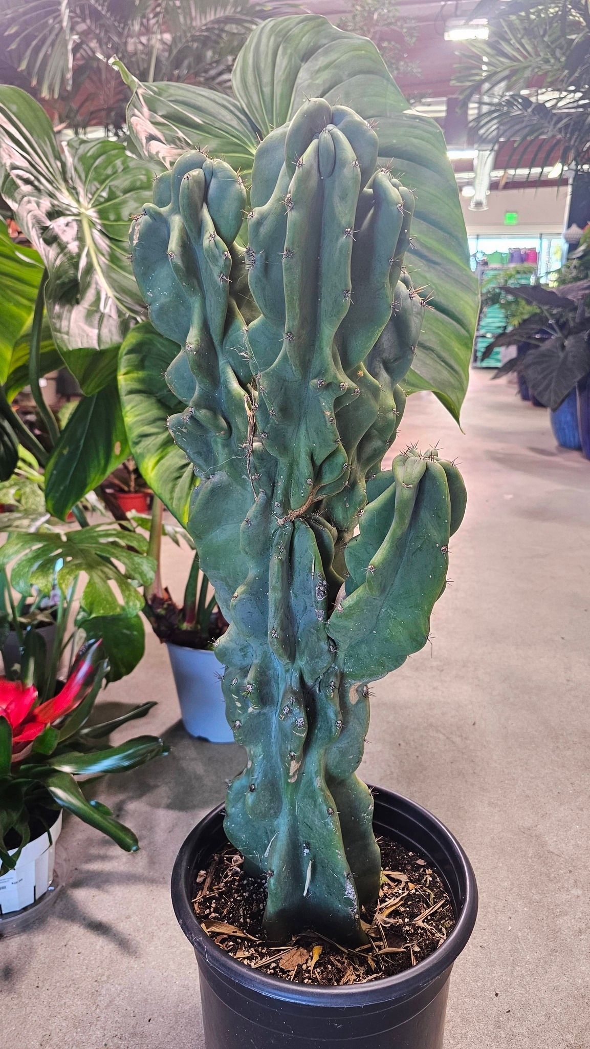 A tall, blue-green, ribbed columnar cactus in a black plastic nursery pot, sitting on a concrete floor in a garden center.