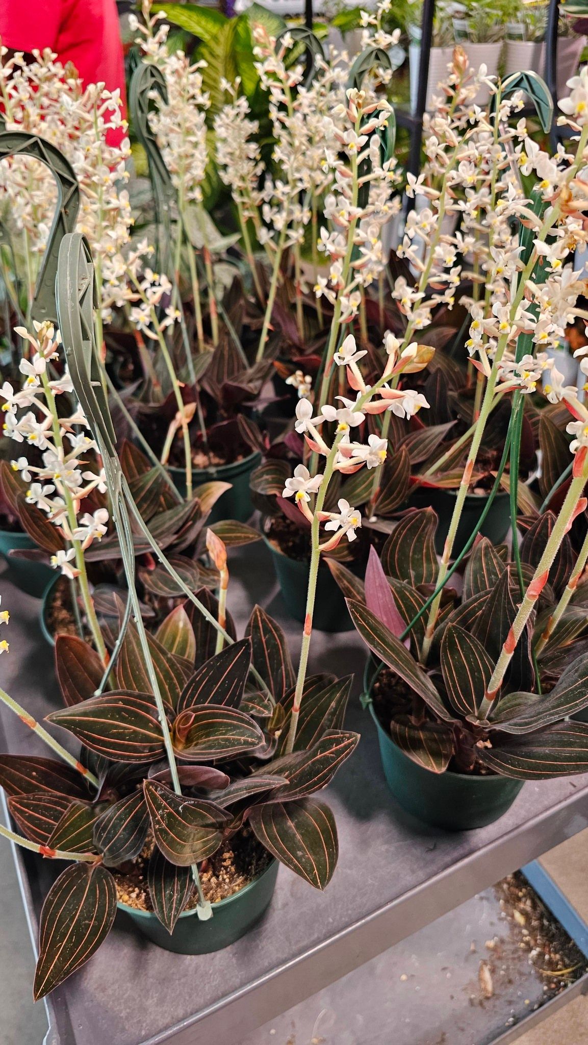 A group of spotted-leaf Ledebouria plants with tall, slender stalks bearing clusters of small white flowers in pots.