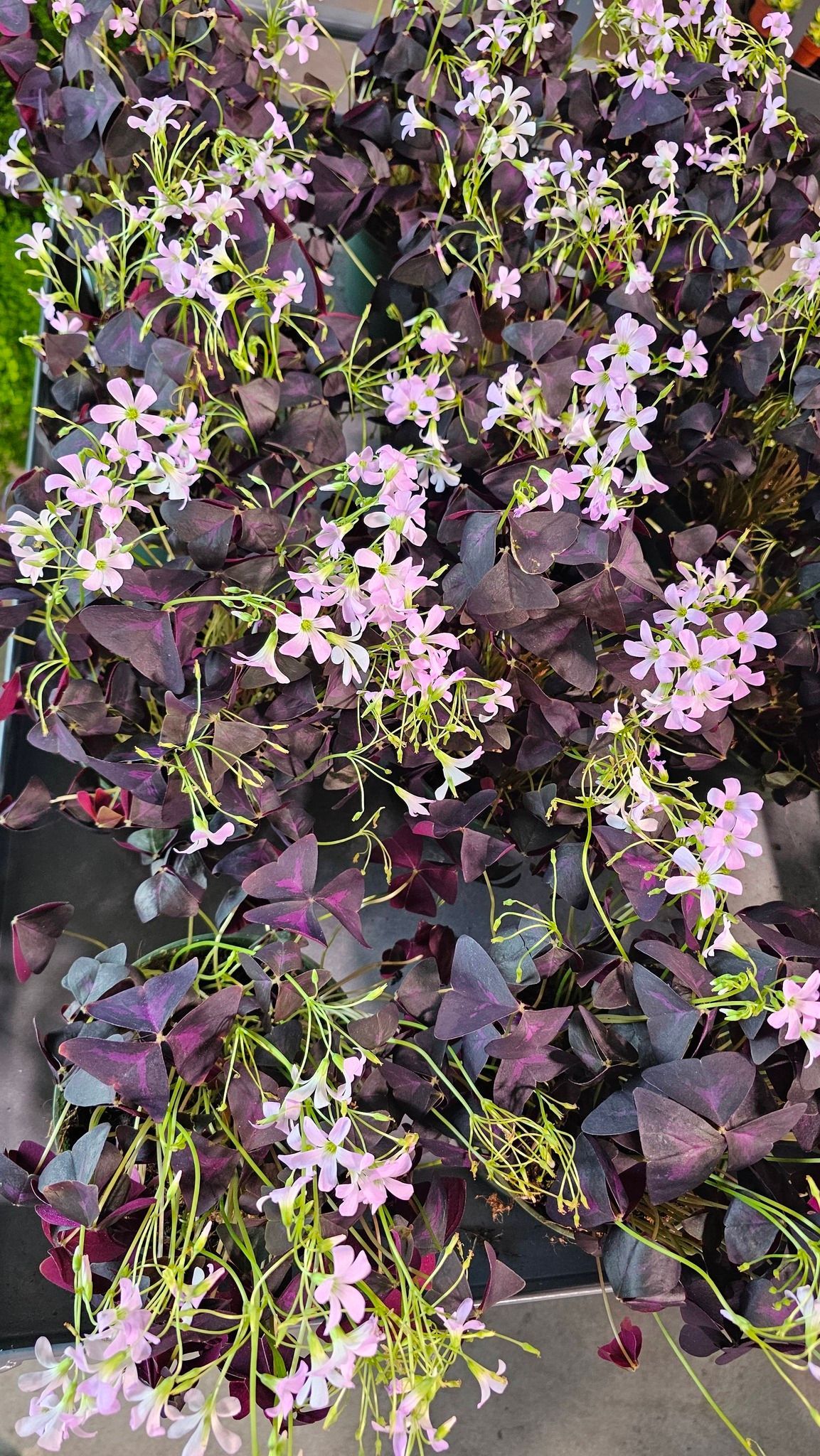 A lush Purple Shamrock plant with triangular, dark purple leaves and many delicate, light pink flowers.