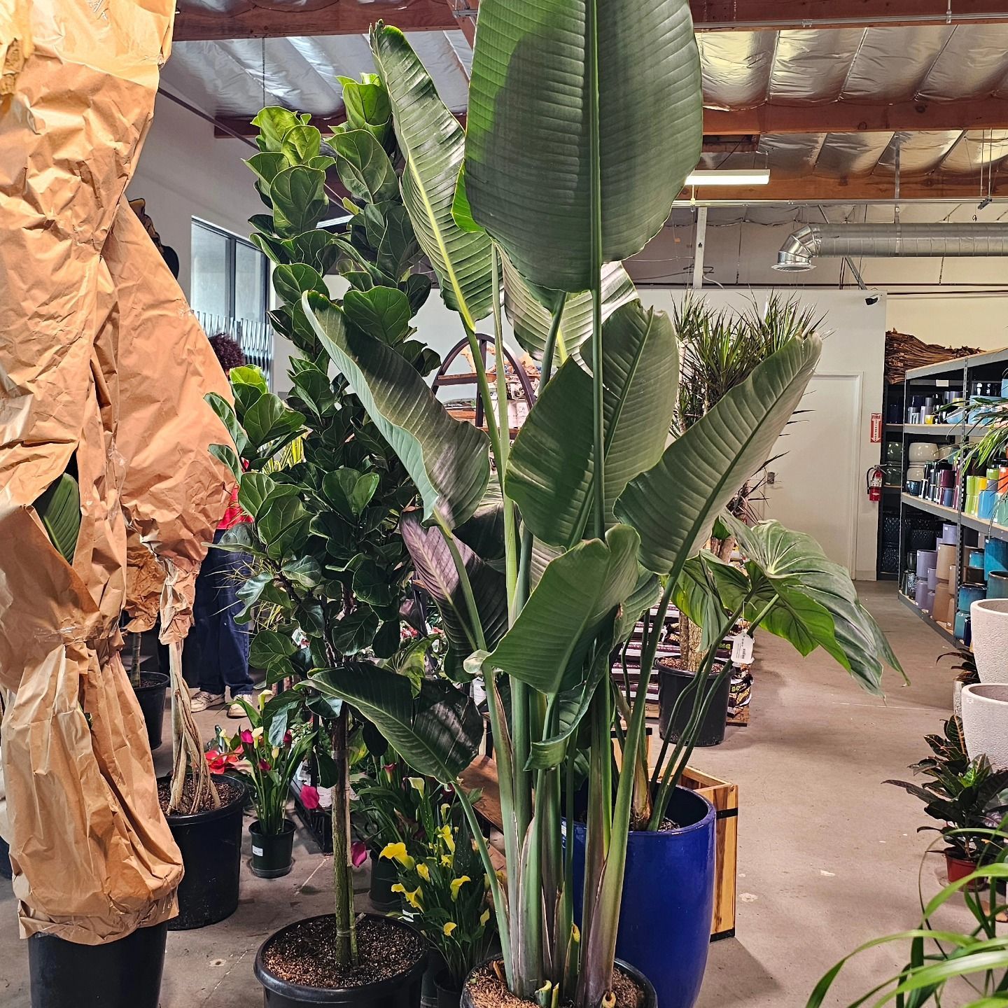 A variety of potted plants, including a large Bird of Paradise and a Fiddle Leaf Fig, stand in a nursery or garden shop.