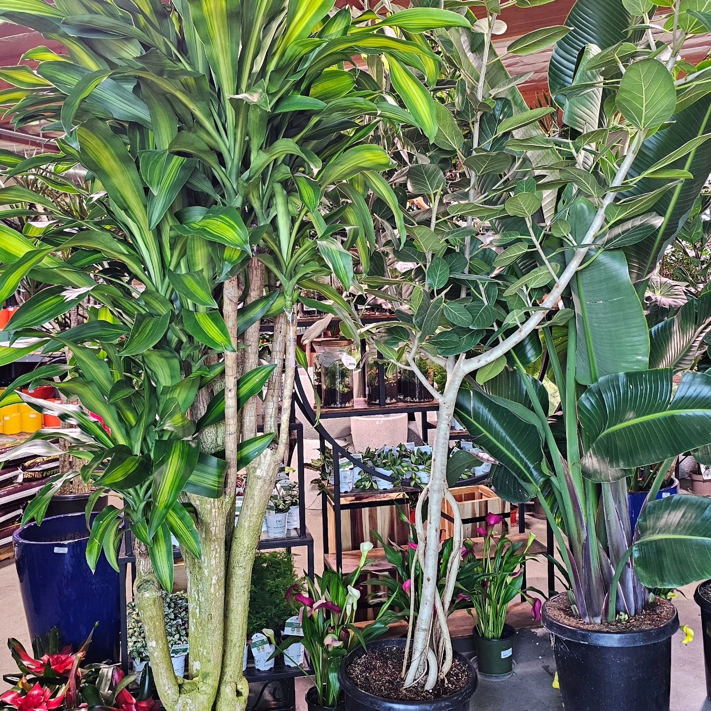 A tall, variegated dracaena stands next to a slender ficus and a broad-leafed bird of paradise in a garden shop.