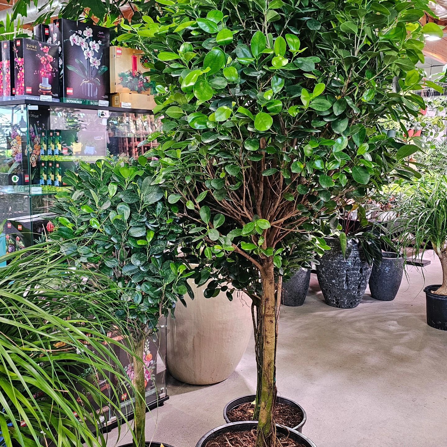 Two potted ficus trees with lush green foliage stand in a nursery, with various other plants and products in the background.
