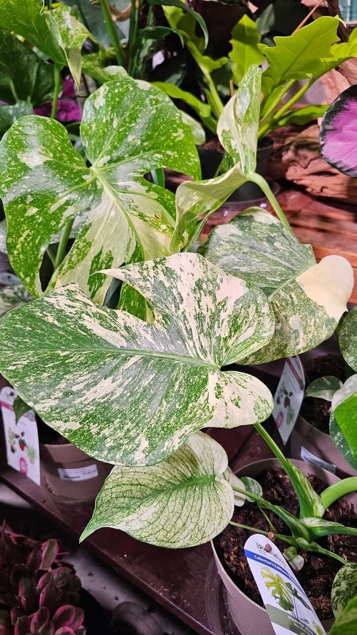 Variegated green-and-white leafy plant in a pot, with speckled leaves in a garden display