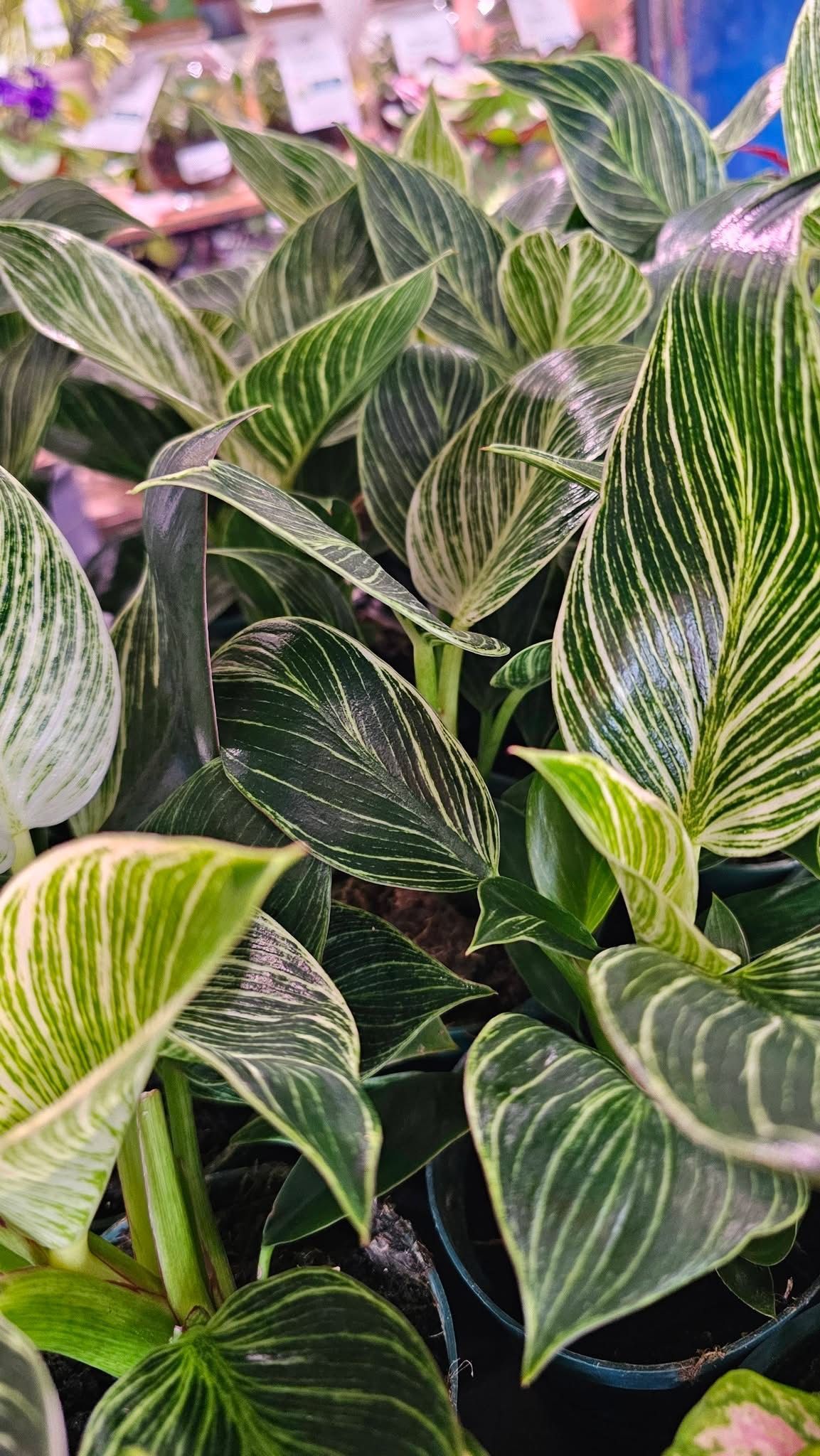 Close-up of lush green tropical leaves with white striped variegation in a garden setting