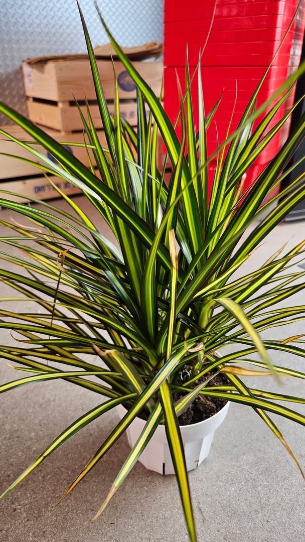Potted dracaena plant with green and yellow striped leaves in a warehouse setting