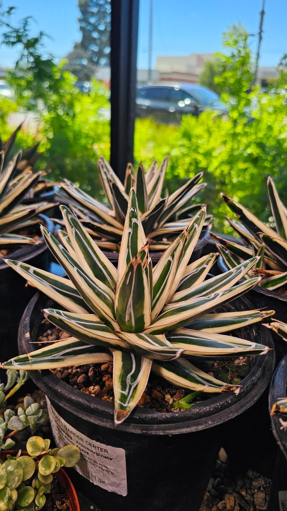 Striped succulent in a black nursery pot, centered among potted plants outdoors.